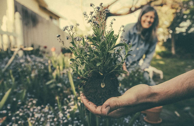 seedling in hand